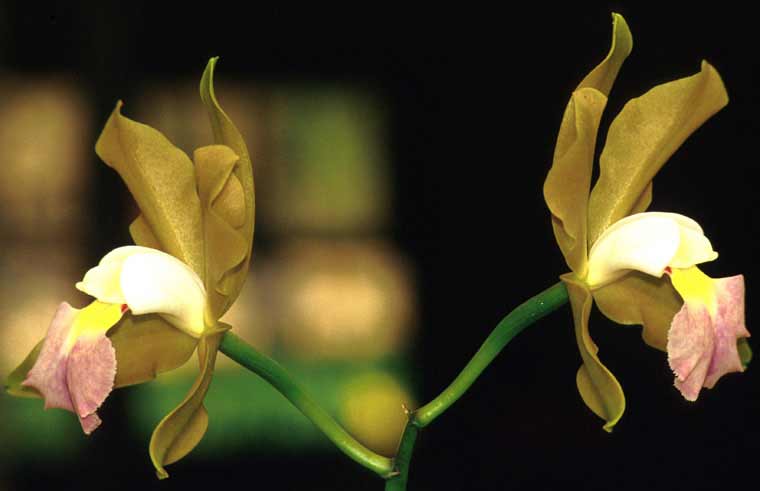 Twin orchids