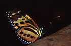 Butterfly in Iguazu
