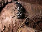 Zebra ant